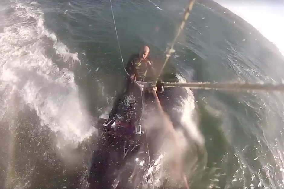 La imagen permite ver el momento en que el hombre desliza su tabla sobre el lomo del enorme animal. (Imagen: captura de pantalla)