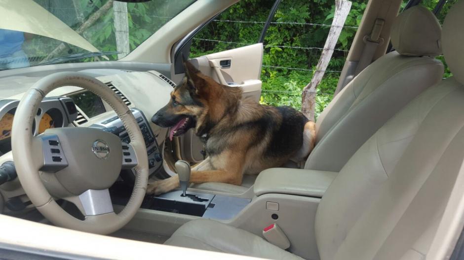 En el cumplimiento de su deber muri&oacute; "Back" el agente canino de la PNC. (Foto: PNC)