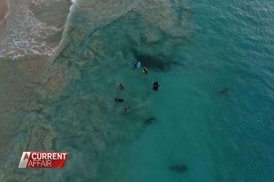 Un fot&oacute;grafo grab&oacute; con su dron el momento en que los escualos nadaban alrededor de las posibles presas. (Imagen: captura de pantalla)