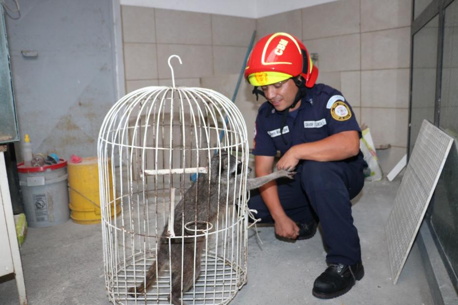 Rescatan a mapache que deambualaba en la colonia Las Ilusiones, zona 18. (Foto: Bomberos Municipales)