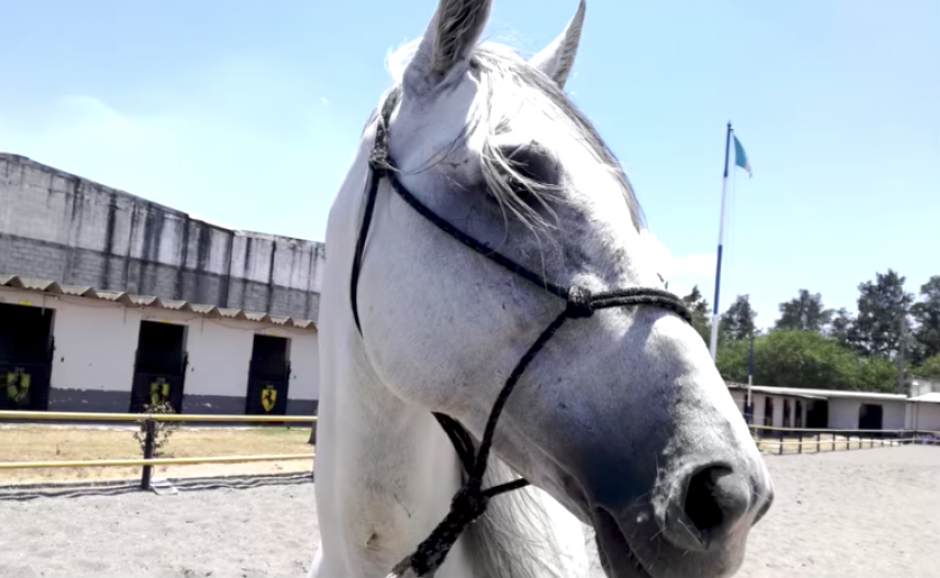 Los caballos esperan tener comprador el pr&oacute;ximo mes en una nueva subasta. (Foto: Youtube)