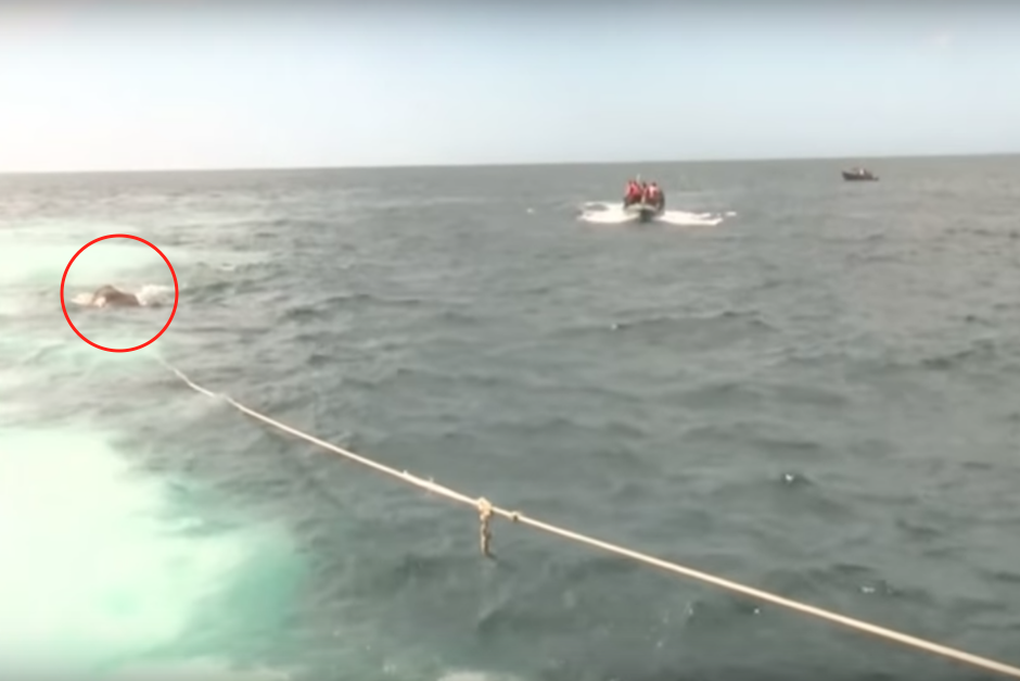 Integrantes de Protecci&oacute;n Animal y una embarcaci&oacute;n de la Armada rescataron al animal que nadaba en mar abierto. (Imagen: captura de pantalla)
