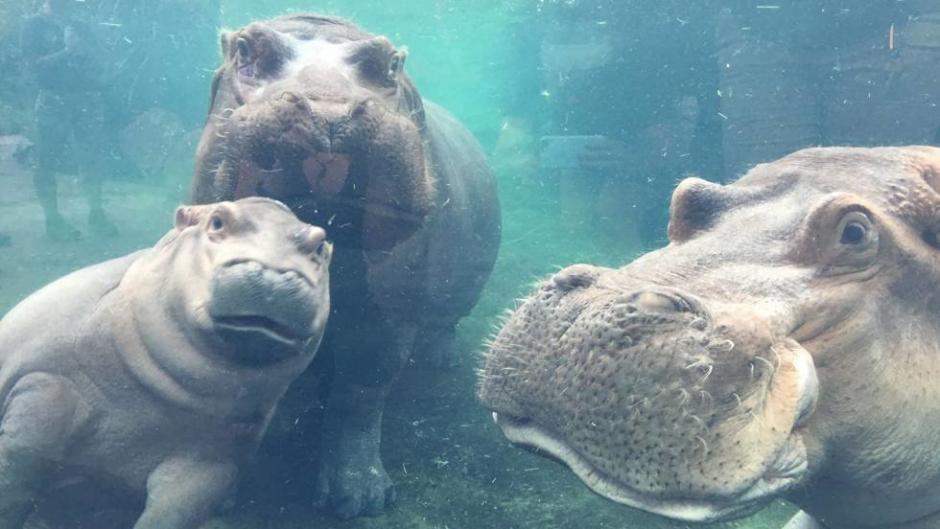 Un hipop&oacute;tamo bebe se reune con sus padres luego de algunas semanas separado de ellos. (Foto: Vanguardia)