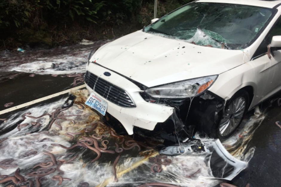 El accidente no dej&oacute; heridos, pero la ruta fue cerrada durante varias horas para limpiar la carretera. (Foto: oregonlive.com)