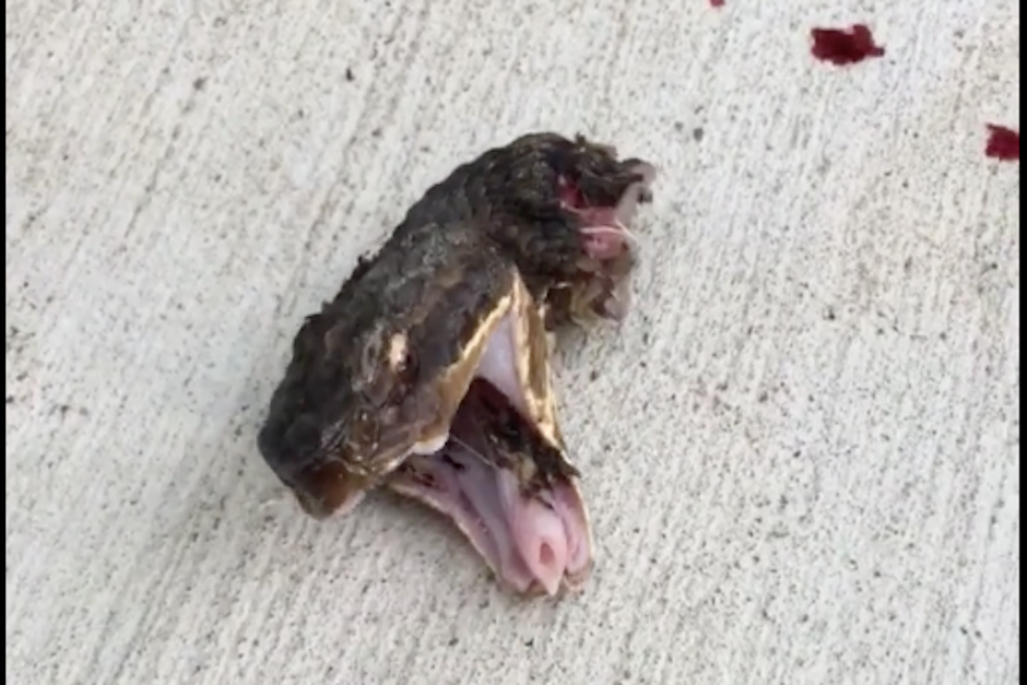 Las imágenes causaron sensación en las redes sociales. (Imagen: captura de pantalla)