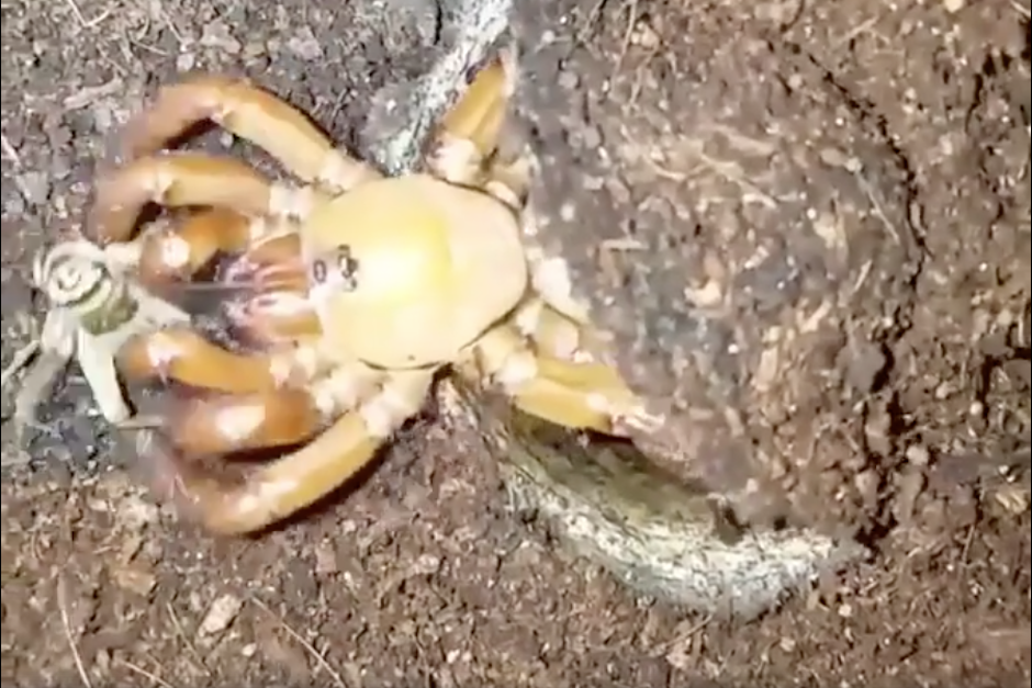 El grillo no pudo evitar ser capturado por la enorme ara&ntilde;a que emergi&oacute; desde el suelo. (Imagen: captura de pantalla)