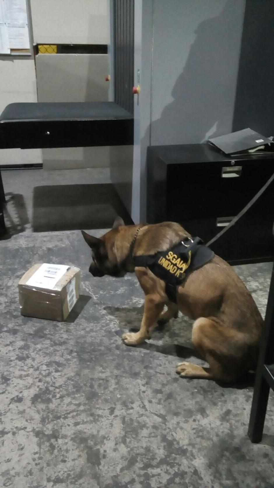 Este es el momento exacto en el que el agente canino detect&oacute; la droga. (Foto: PNC)
