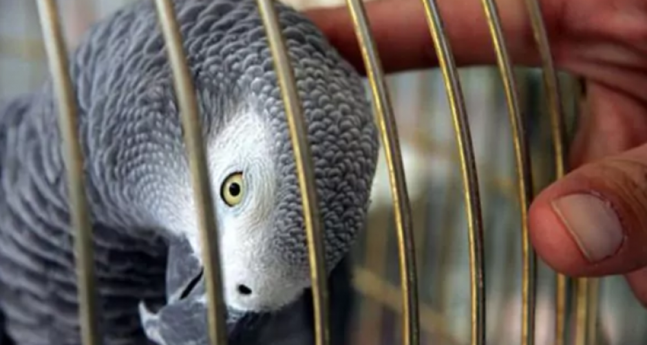 Un loro delat&oacute; a una mujer que asesin&oacute; a su esposo en Michigan, Estados Unidos. (Foto: www.infobae.com)