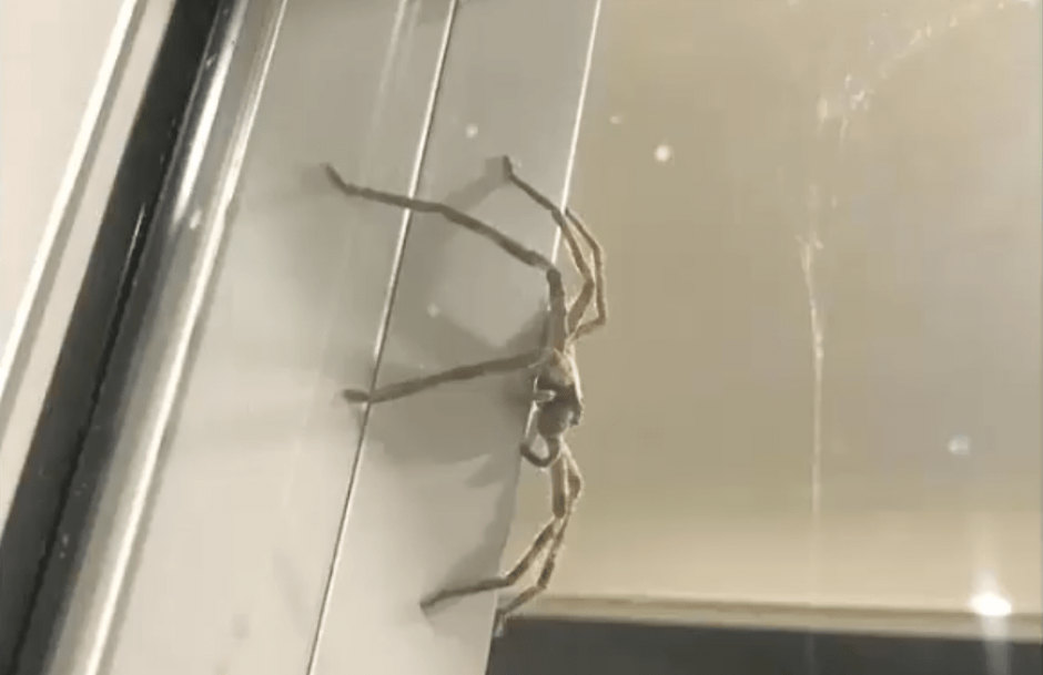 La ara&ntilde;a fue nombrada Aragog, como el insecto gigante que aparece en Harry Potter. (Foto: Coast to Coast)