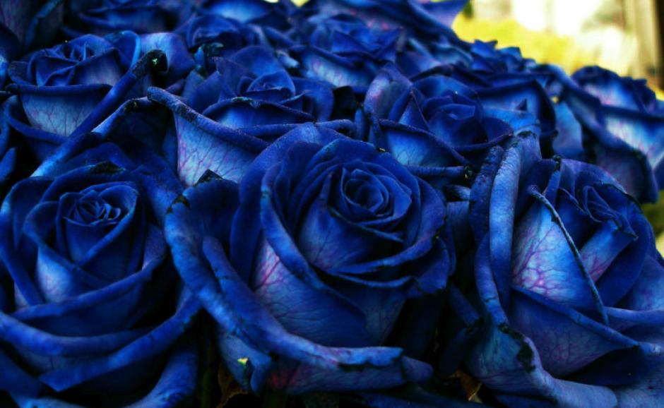 Las rosas azules son teñiadas. (Foto: Gizmodo)&nbsp;