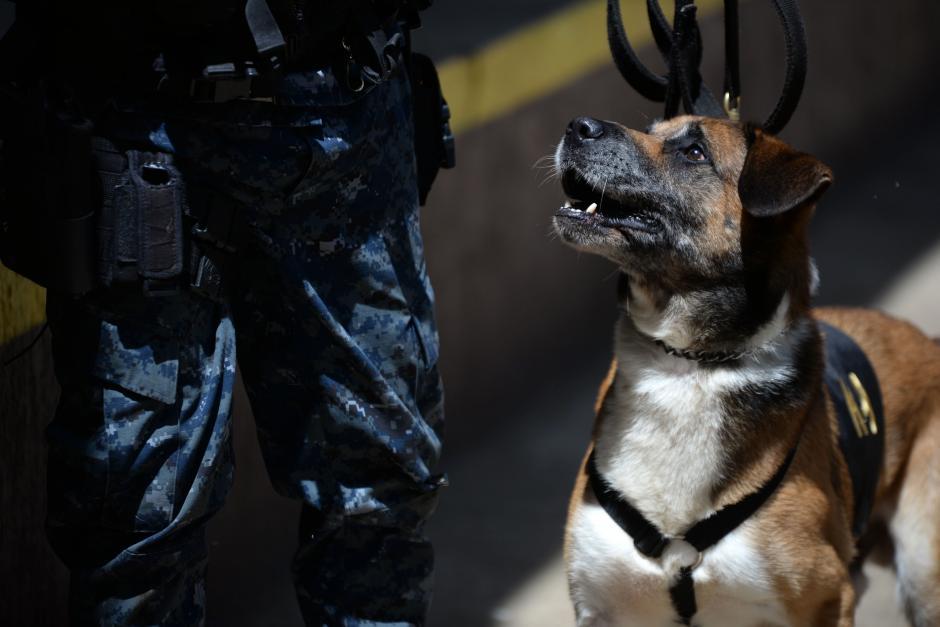 Los perros fueron entrenados durante meses y sirvieron a la PNC por años. (Foto: Archivo/Soy502)