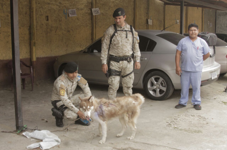La policía rescató a un perro por una denuncia de maltrato. (Foto: La Hora)&nbsp;