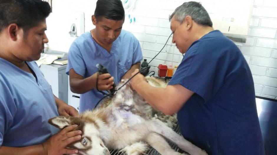 Locky tiene 4 meses de vida y fue agredido por su due&ntilde;a. (Foto: MAGA)