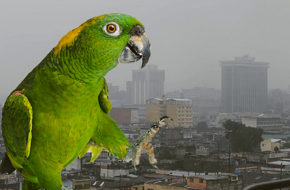 Los "memes" sobre el loro no faltaron en las redes sociales. (Foto: Twitter/@EspurioEl)