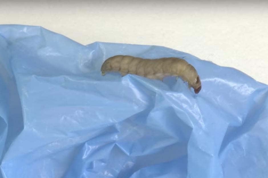 El descubrimiento fue de forma accidental por parte de una investigadora aficionada a la apicultura. (Imagen: captura de pantalla)