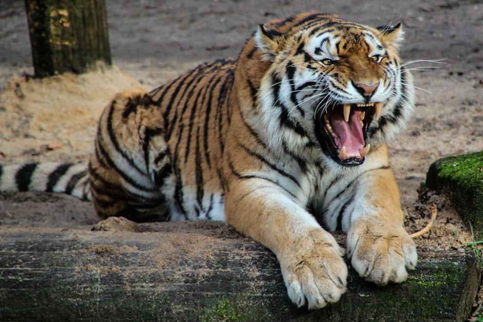 El tigre que caus&oacute; la muerte de su cuidadora no ser&aacute; sacrificado. (Foto: elespectador.com)