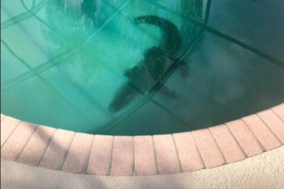 El enorme caim&aacute;n de m&aacute;s de 2 metros de largo descansaba dentro de la piscina de una familia de Sarasota, Florida. (Imagen: Facebook/Polic&iacute;a de Sarasota)