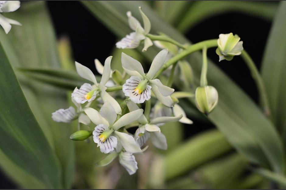 La "Exposici&oacute;n nacional de orqu&iacute;deas" se lleva a cabo del 8 al 11 de junio de 2017. (Foto: Selene Mej&iacute;a/Soy502) 