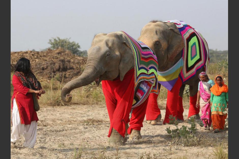 Un grupo de mujeres teji&oacute; las prendas para los paquidermos en la India. (Foto: Infobae)
