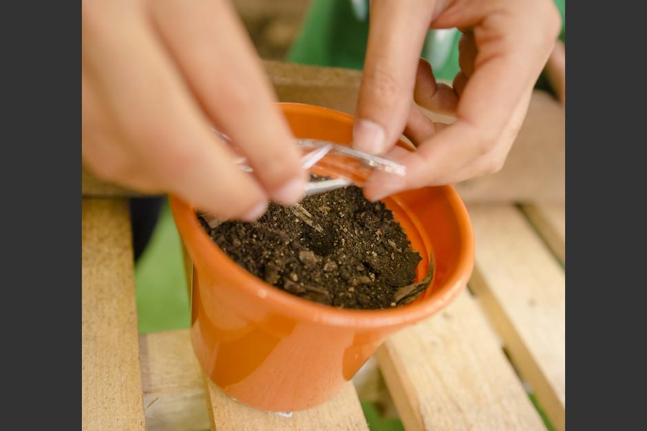 Este es el "kit"de reforestaci&oacute;n que Walmart regalar&aacute; a sus clientes con la iniciativa #SemillaDigital. (Foto: George Rojas/Soy502)