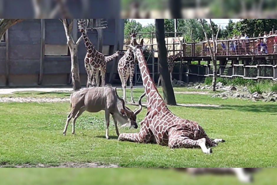 Una jirafa fue atacada por un ant&iacute;lope en un zool&oacute;gico de Rotterdam, Holanda. (Foto: captura de pantalla)