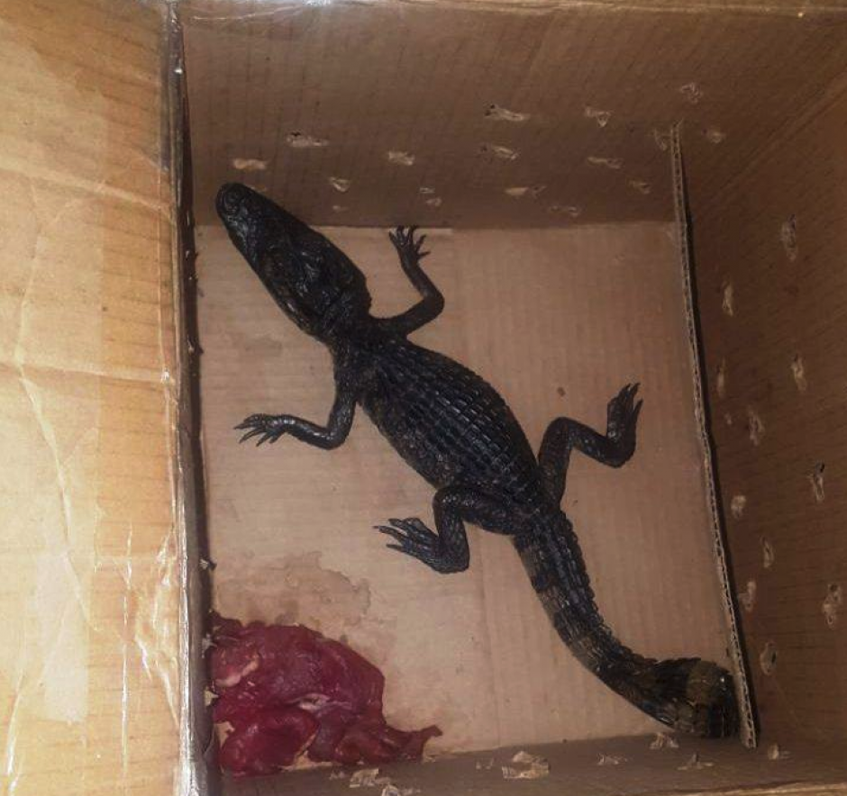 El caim&aacute;n estaba en una caja con un pedazo de carne. (Foto: PNC)