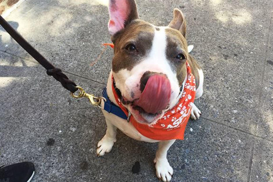 Blue es sorda pero aprendi&oacute; lenguaje de se&ntilde;as para poder relacionarse con humanos. (Foto: Infobae)
