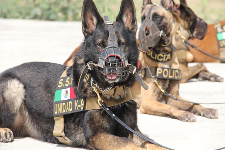 Todos los hombres tienen un precio, pero los perros son incorruptibles, lo cual los vuelve un peligro para los narcotraficantes.&nbsp;(Foto:&nbsp;am.com.mx)