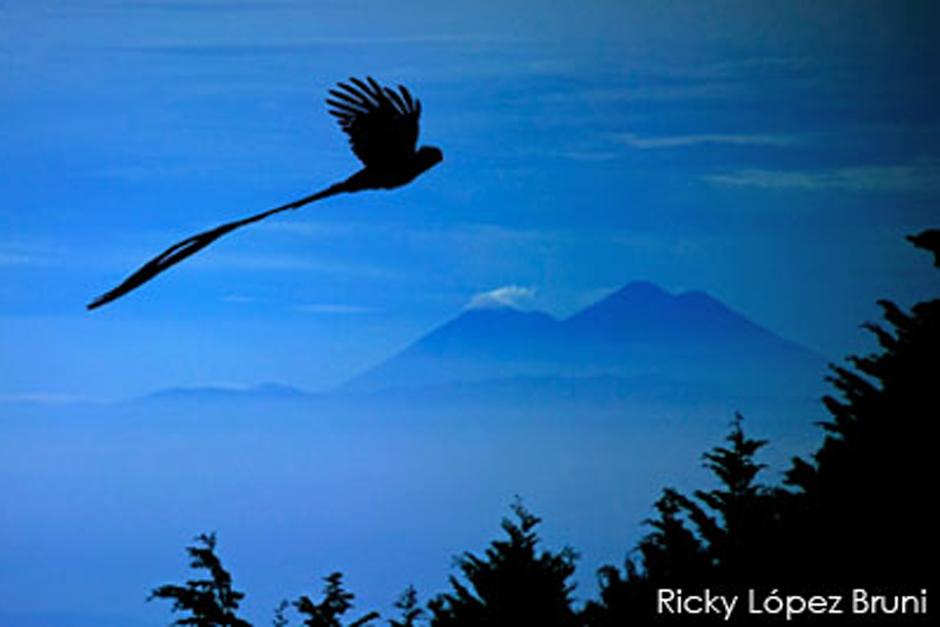 El fot&oacute;grafo guatemalteco Ricky L&oacute;pez realiza una pel&iacute;cula acerca del Quetzal. (Foto: Ricky L&oacute;pez)&nbsp;