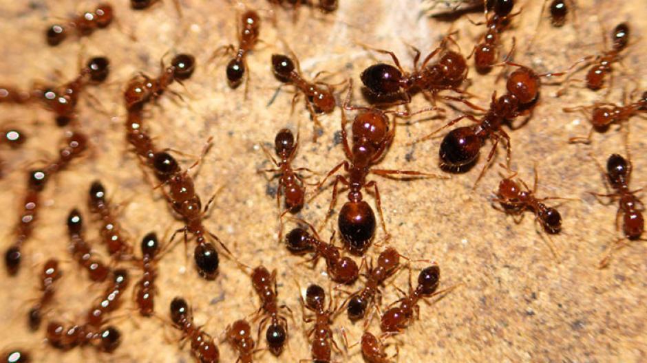Encontraorn en Japon&nbsp;hormigas rojas de fuego. (Foto: Infobae)&nbsp;