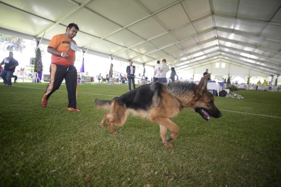 ACANGUA celebra la Exposici&oacute;n de las Am&eacute;ricas y El Caribe FCI, Guatemala 2017. (Foto: Wilder L&oacute;pez/Soy502)