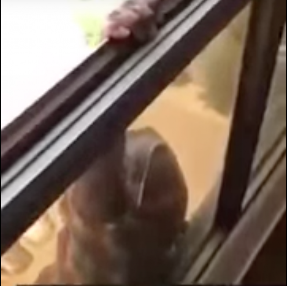 Mientras la mujer colgaba de la ventana, su empleadora se dedic&oacute; a grabar la escena en vez de ayudar. (Imagen: captura de pantalla)