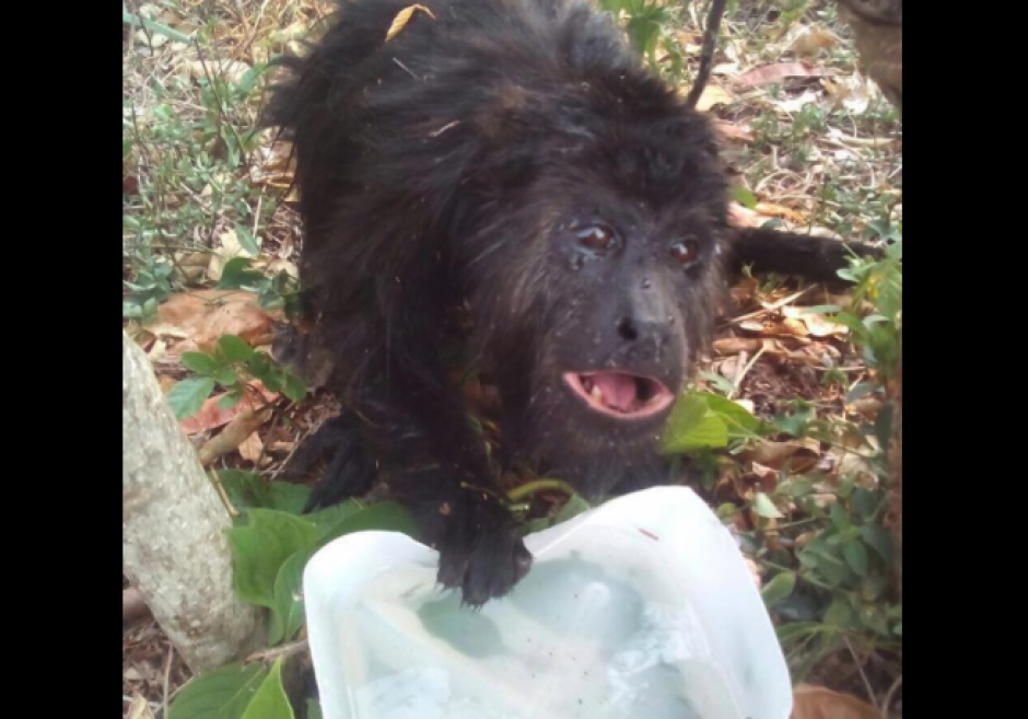 Un mono fue rescatado por los pobladores. (Foto: Telenoticias de Petén)