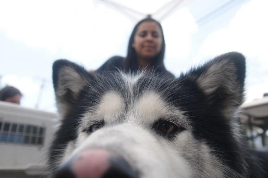 Decenas de mascotas buscan cada domingo un hogar. (Foto: Jes&uacute;s Alfonso/soy502)
