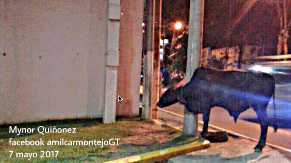 La PMT report&oacute; que 12 vacas se fugaron en la ruta al Atl&aacute;ntico y provocaron dos accidentes de gravedad. (Foto: Am&iacute;lcar Montejo/PMT)