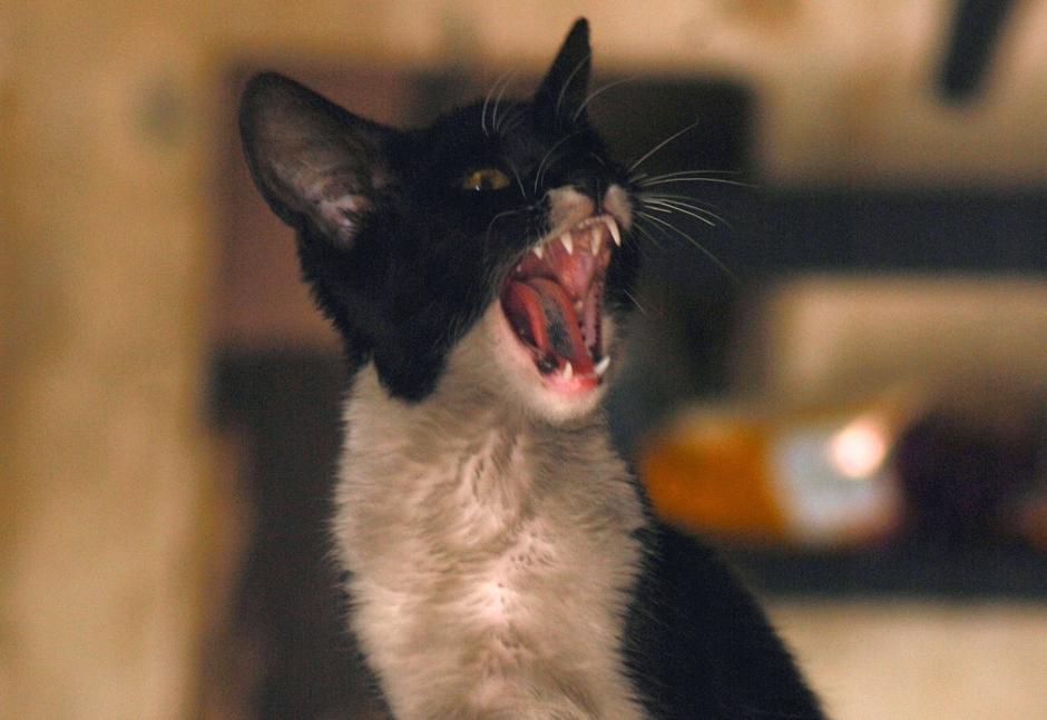 Tu gato puede provocarte enfermedades si te excedes en abrazarlo. (Foto: Soy502)