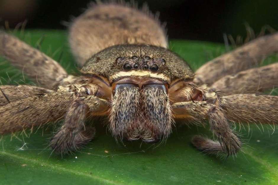 La gigantesca araña medía 20 por 25 centímetros y habría sobrevivido a una fumigación anterior. (Imagen con fines ilustrativos: Australian Reptile Park)&nbsp;