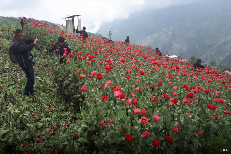 M&aacute;s de 4 millones de matas fueron erradicadas este viernes en Tajumulco. (Foto: PNC)