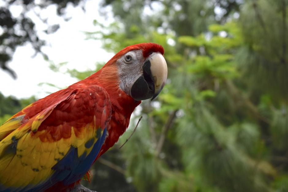 Estos animales corren peligro de extinguirse en Guatemala | Soy502