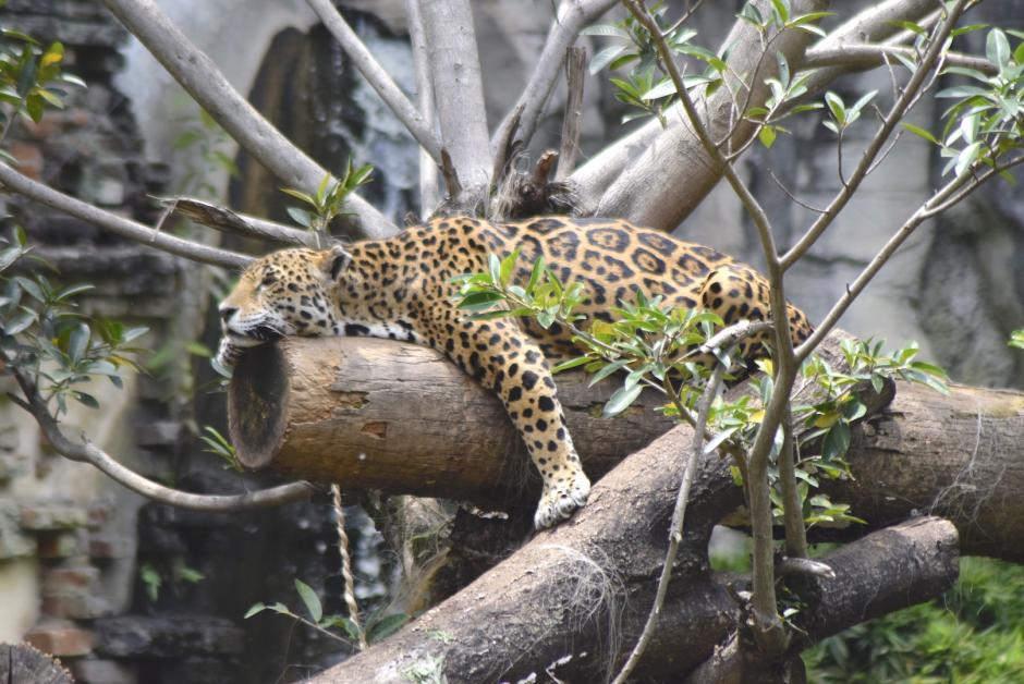 El jaguar es una de las especies codiciadas por los traficantes de animales. (Foto: Adriana Ligorría/Soy502)