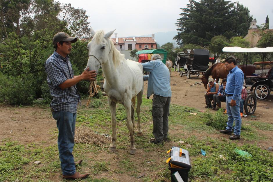 La fundación Equinos Sanos para el Pueblo buscó al caballo lastimado en Antigua. (Foto: ESAP)