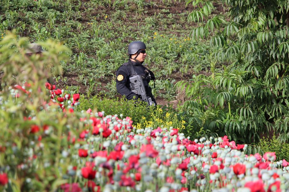 Hasta el momento han sido erradicadas plantaciones de marihuana valoradas en Q293 millones. (Foto: PNC)