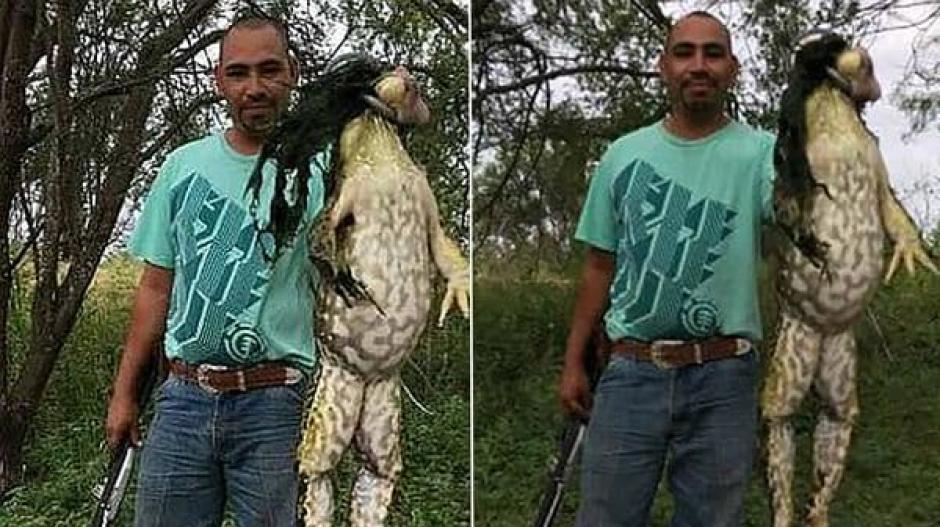 La rana toro gigante que dividi&oacute; a las redes. (Foto: Infobae)