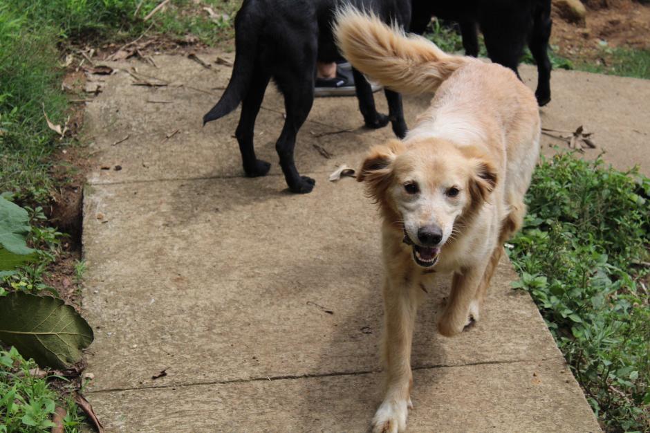 Diez perros conforman la Unidad Canina de los Bomberos Violuntarios (Foto: Andrea Castillo/Soy502)
