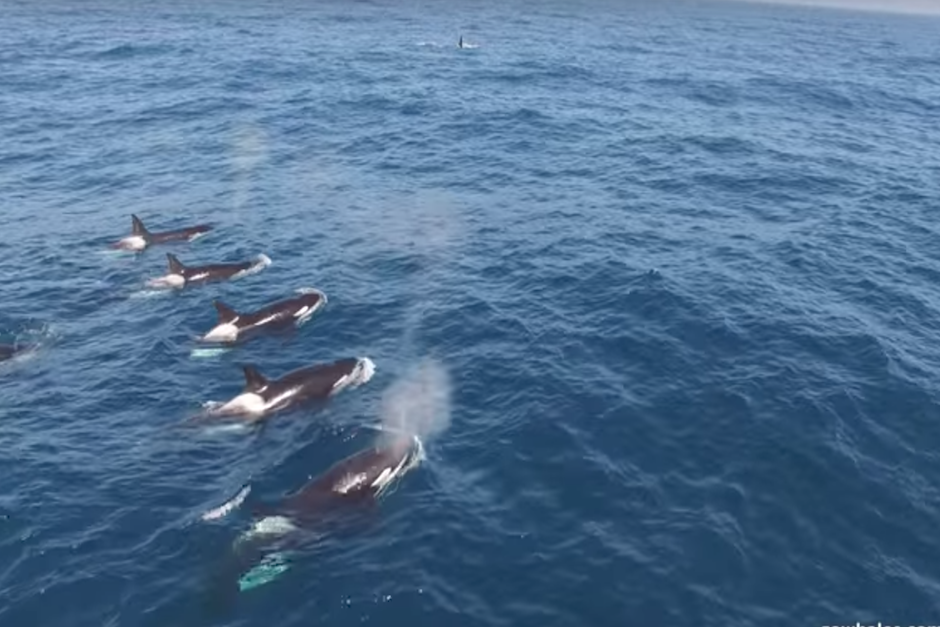 Un grupo de alrededor de siete orcas se organiz&oacute; para atacar a la gigantesca ballena azul. (Imagen: captura de pantalla)