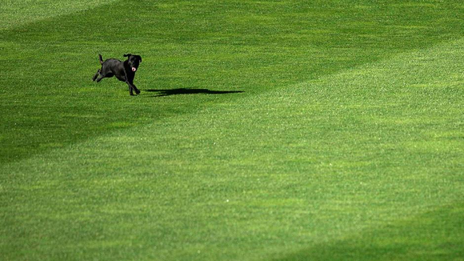 El perro apareci&oacute; en el terreno de juego en el minuto 37 (Foto: Miguel Vida / Reuters)