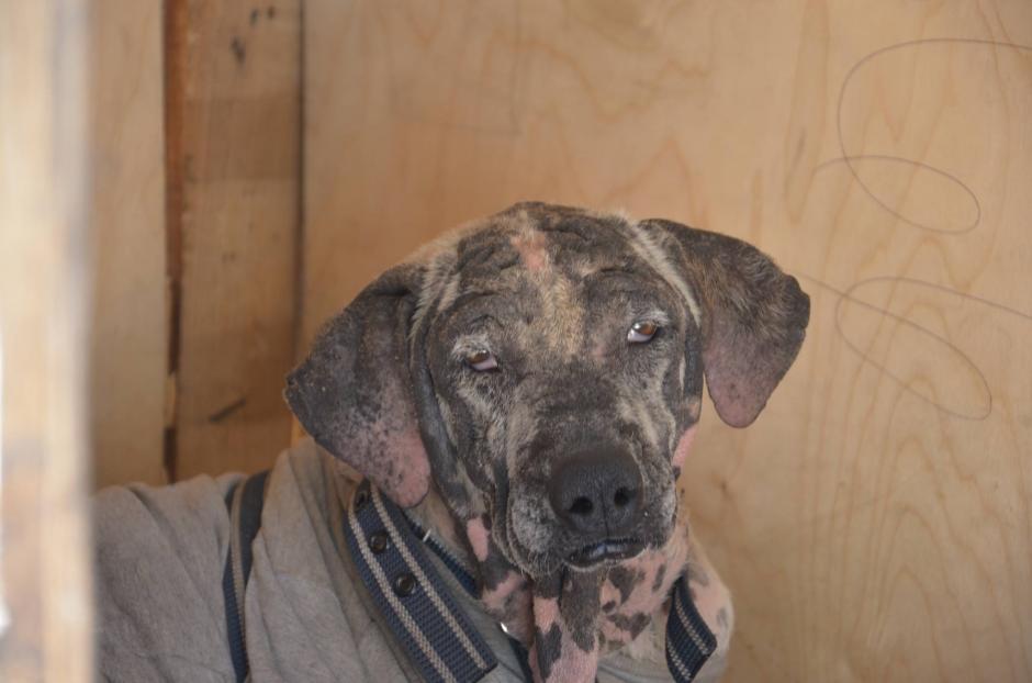 Decenas de perros son condenados a vivir en las calles bajo condiciones inhumanas, la mayor&iacute;a porque sus due&ntilde;os los abandonan. (Foto: Archivo/Soy502)