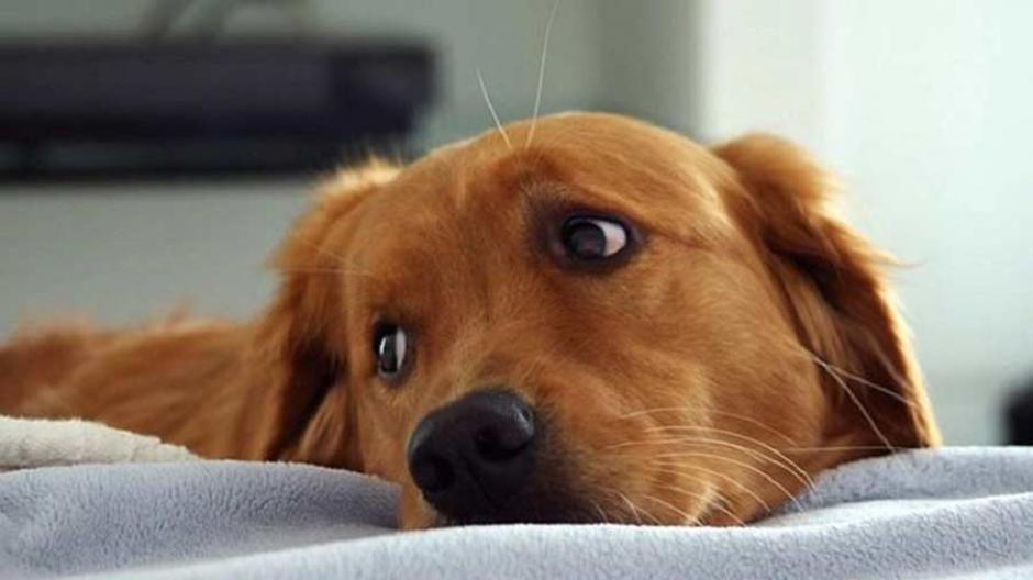 Un perro golden retriever llamado Murdoc no dorm&iacute;a todas las noches por temor a que sus due&ntilde;os lo abandonaran. (Foto: www.elsalvador.com)
