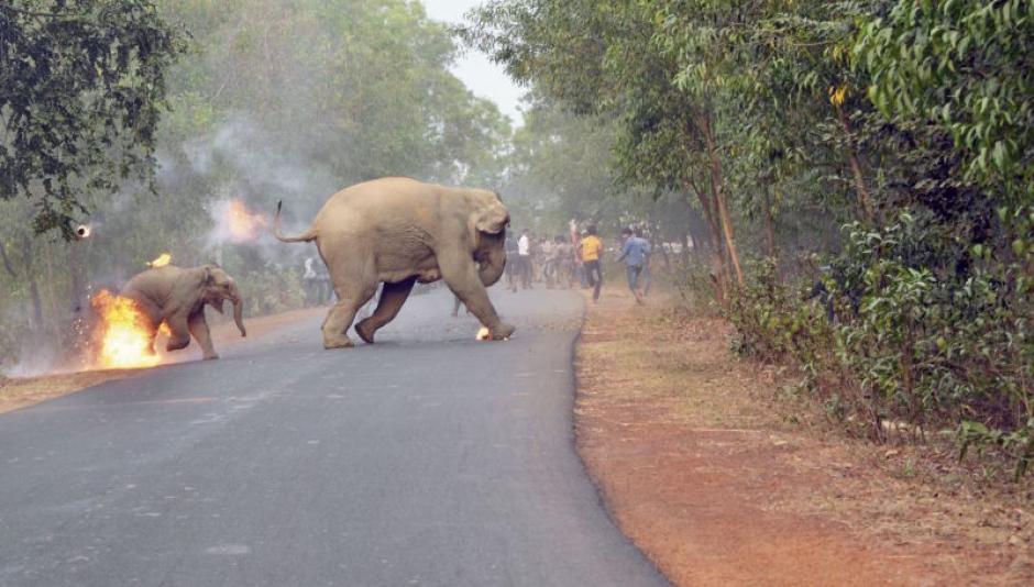 Una desgarradora imagen muestra a una cr&iacute;a de elefante en llamas en medio del conflicto que viven los animales en India. (Foto: es.gizmodo.com)