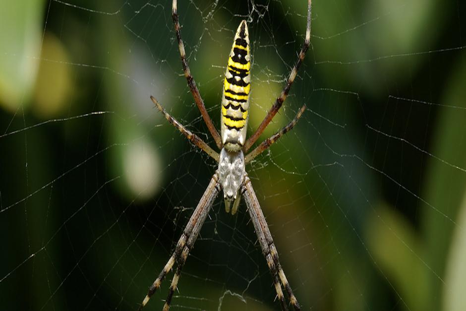 Los datos fueron revelados por un estudio estadounidense publicado por "Scientific Reports" de "Nature"